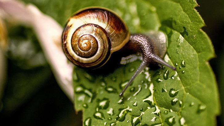 garden snail on green leaf, leaves, dew, animal themes, animal wildlife