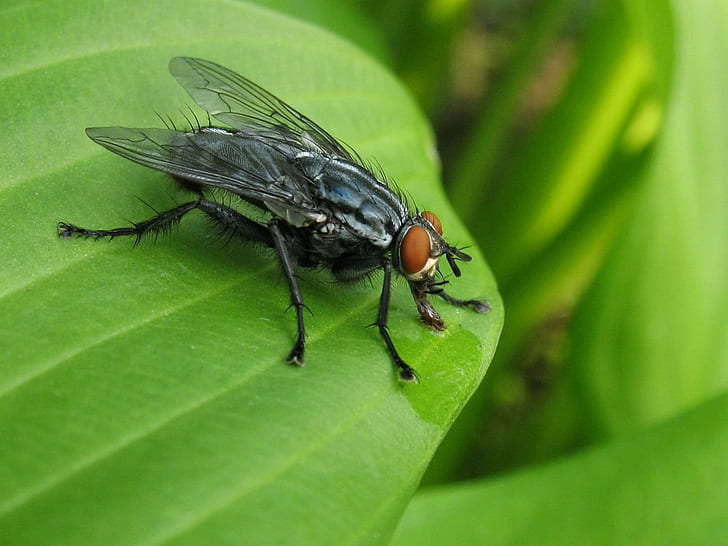 black and brown fly on top of green leaf, flesh fly, flesh fly