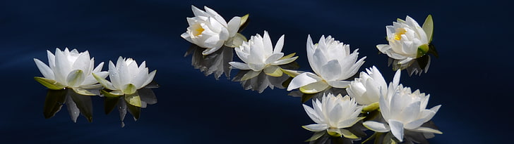 white flowers, water, Lily, dual, multi, screen, monitor, multiple, HD wallpaper