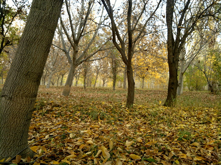 forest, trees, fallen leaves, tree trunk, HD wallpaper