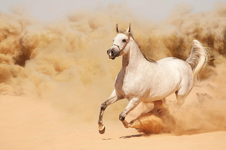 HD wallpaper: beautiful, dust, horse, running, runs, sand | Wallpaper Flare