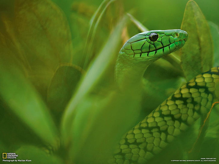 Jameson Mamba Cameroon-National Geographic photo w.., green snake, HD wallpaper