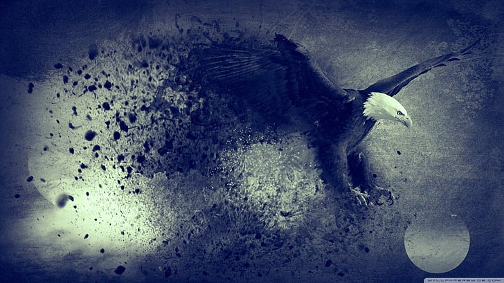 white and black eagle digital art, bald eagle, animals, birds