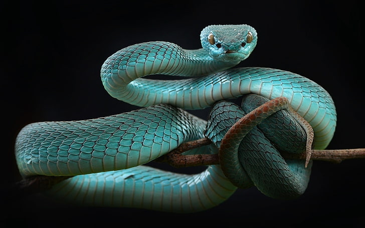 HD wallpaper: Wildlife, green snake, green tree python | Wallpaper Flare
