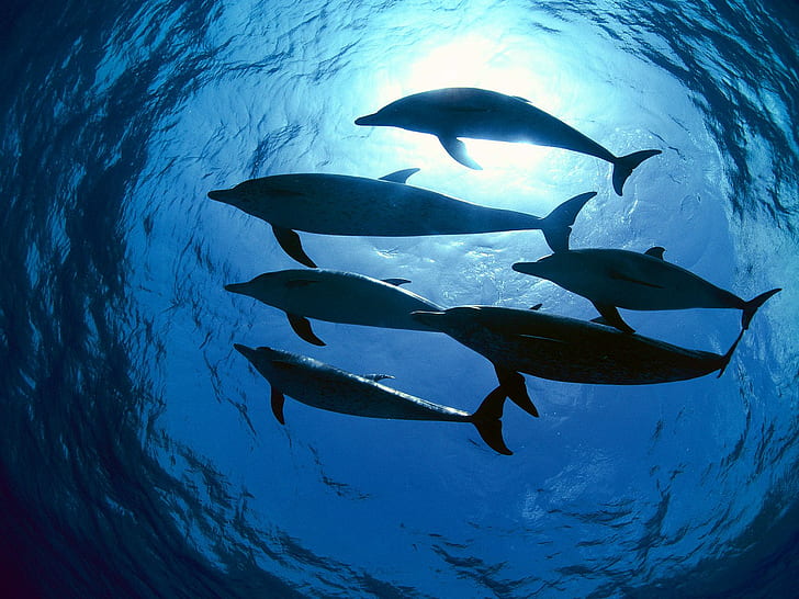 Animal, Dolphin, Fish, Sea, Seawater, Undersea, Blue, six dolphins, HD wallpaper
