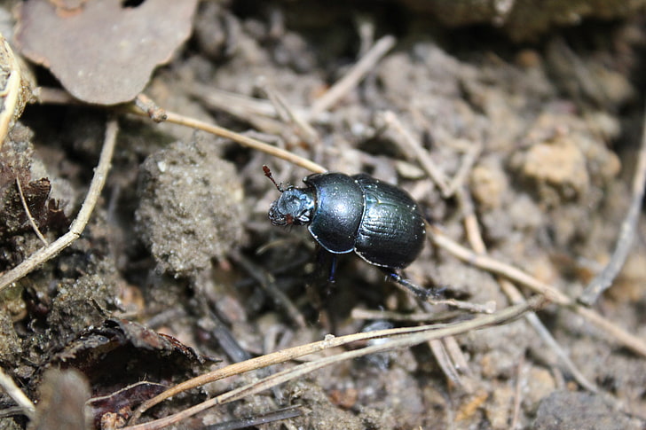 black beetle, nature, Germany, animals, insect, beetles, macro