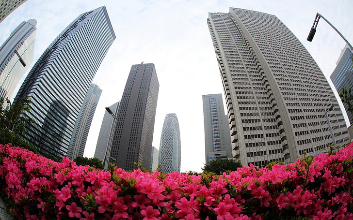 two gray metal car ramps, cityscape, building, fisheye lens, pink flowers