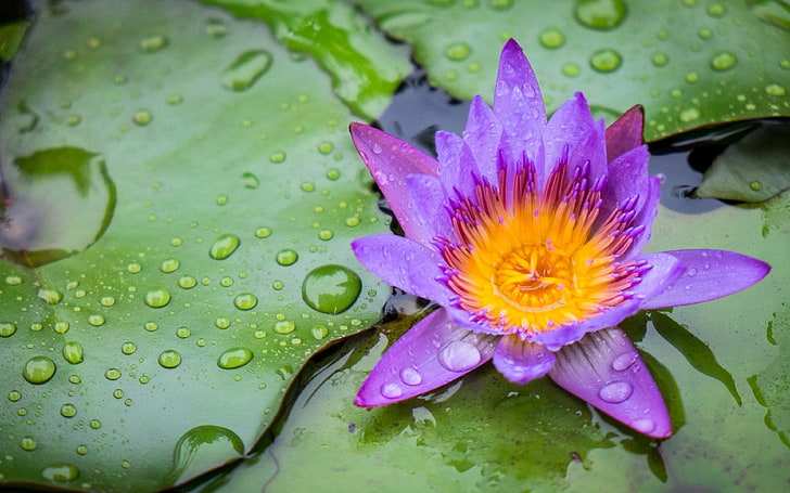 Lotus Flower Purple Yellow Green Color Sheet Rims Water Desktop Wallpaper Hd Widescreen Free Download For Windows