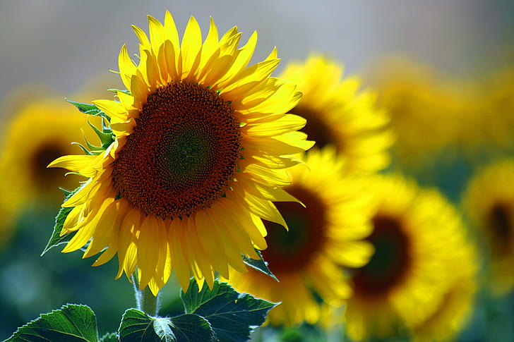 close up photo of yellow Sunflowers, sunflowers, nature, agriculture, HD wallpaper