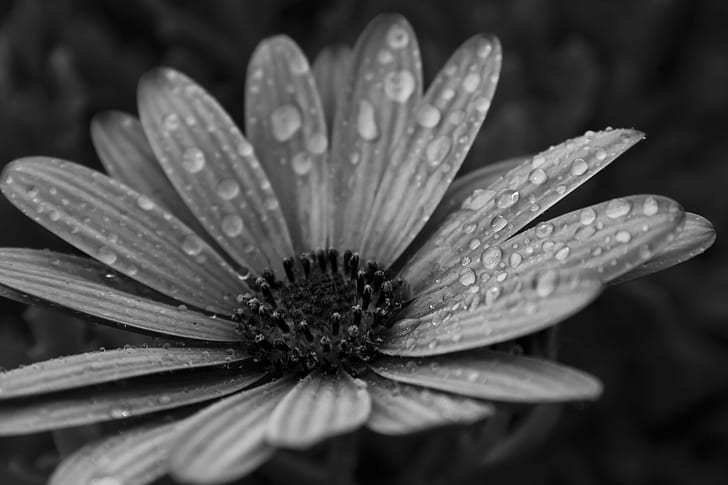 grayscale photo of flower with water dew, bandw, black  white