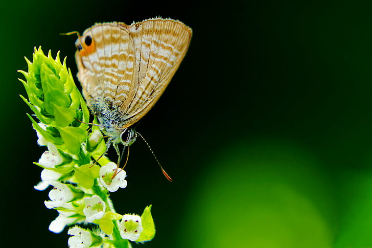 gray Hairstreak butterfly perched on green leaf in closeup photography, long-tailed blue, flower, long-tailed blue, flower, HD wallpaper