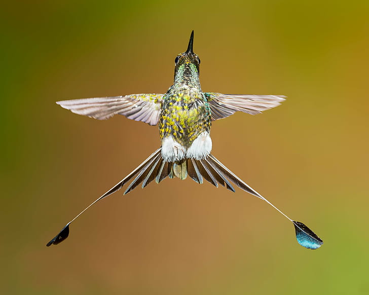 yellow and white hummingbird hovering mid air selective photography, HD wallpaper