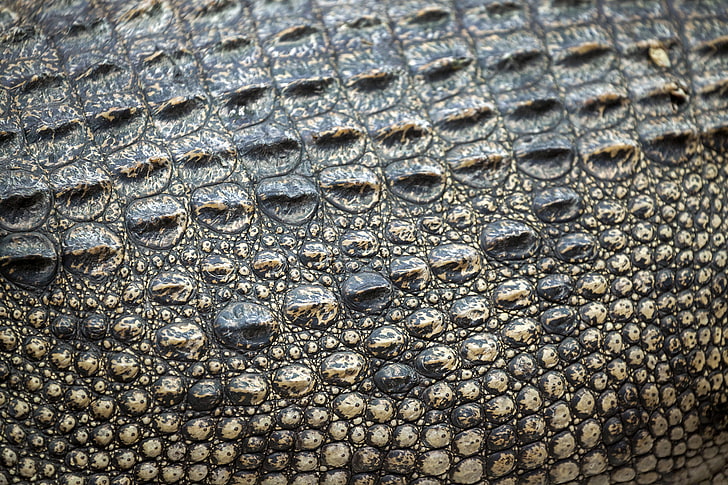 black crocodile, leather, texture, skin, full frame, backgrounds