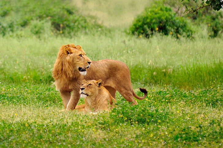 brown lion and lioness, grass, cats, nature, glade, predators, HD wallpaper