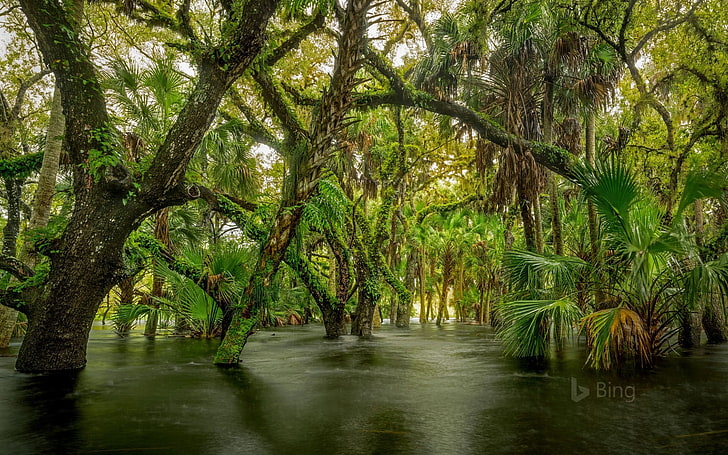 Myakka River State Park Florida-2017 Bing Desktop .., tree, plant, HD wallpaper