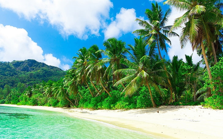 palm tree, nature, landscape, beach, sea, sand, palm trees, clouds, HD wallpaper