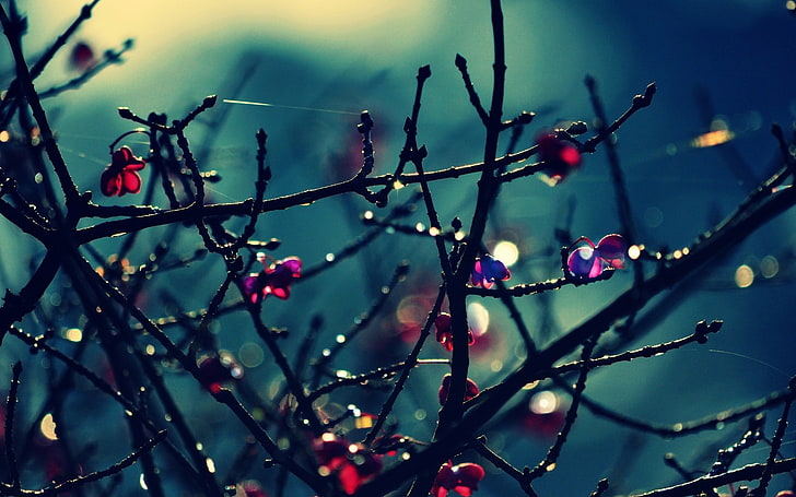 black twigs, dew in branches in selective focus photography, macro