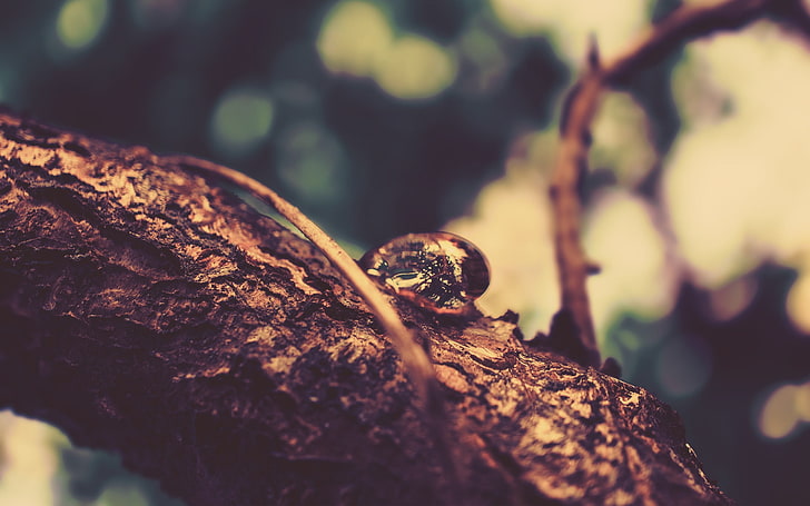 selective focus photography of snail on tree branch, nature, trees, HD wallpaper
