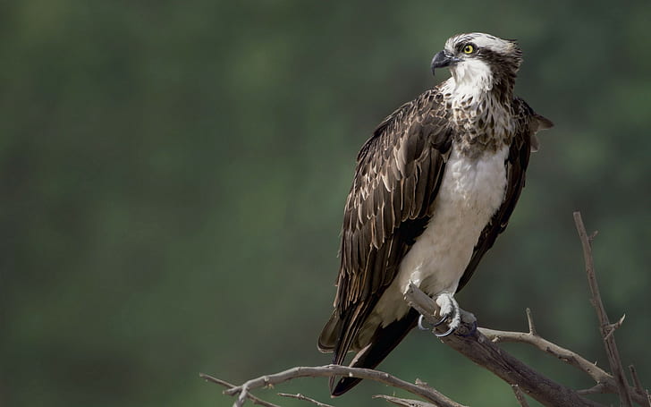 Bird falcon osprey, white and brown eagle, Nature, HD wallpaper