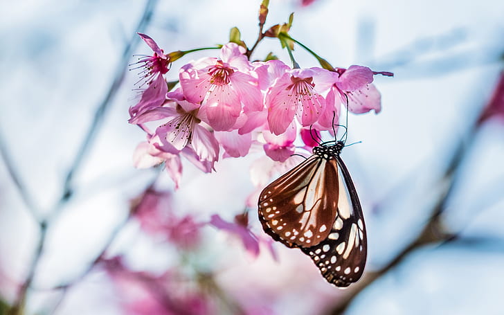 Butterfly, twig, sakura bloom, pink flowers, spring, blur