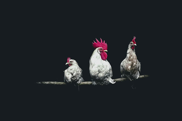 birds, chickens, dark, roosters, HD wallpaper