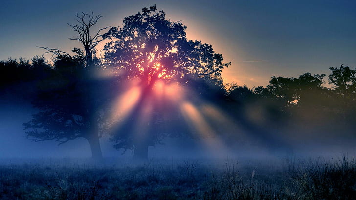 HD wallpaper: Mystic Sunshine, trees, forest, mist, photography, nature,  sunrise | Wallpaper Flare