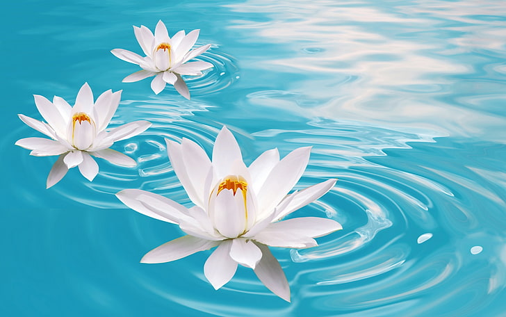 white lotus flowers, water, Lily, nature, water Lily, lotus Water Lily