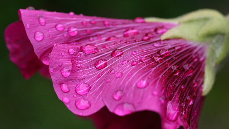 pink petaled flower, flowers, dew, pink flowers, water drops
