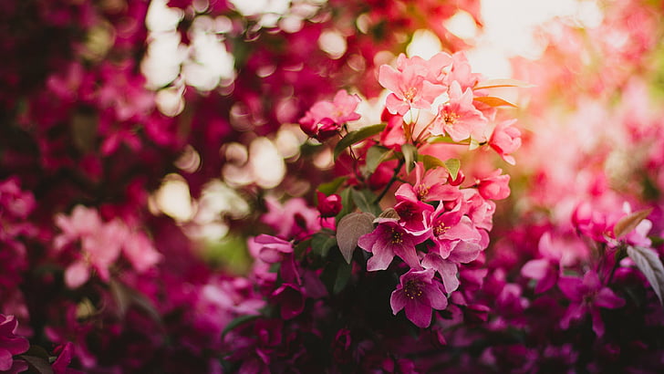 flower, pink flowers, flora, blossom, bloom, light, plant, garden, HD wallpaper