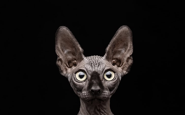 gray sphinx cat, sphynx Hairless Cat, animal, feline, pets, domestic Cat, HD wallpaper