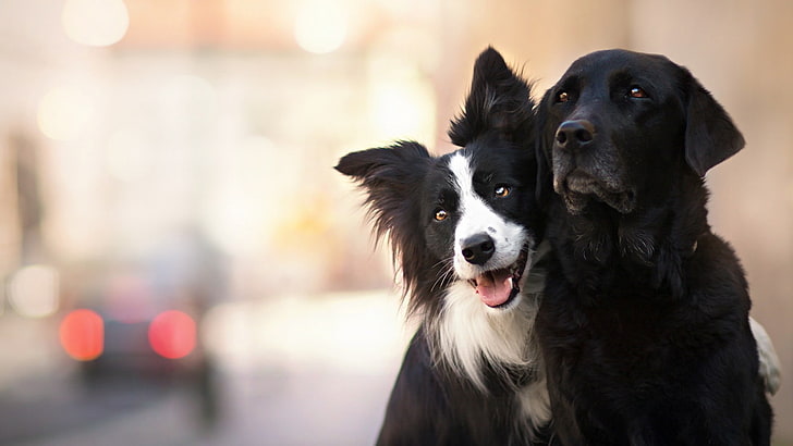 two white and black dogs, animals, one animal, canine, domestic