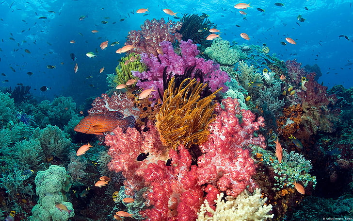 coral reef lot, anime, landscape, animals, fish, nature, sea, HD wallpaper