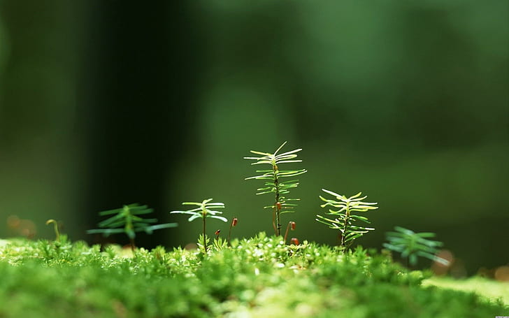 The Life Of Little Trees, grass, small, green, 3d and abstract, HD wallpaper
