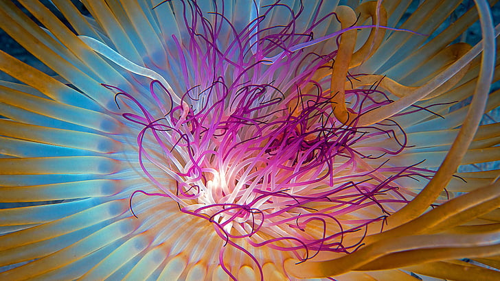 purple, teal, and yellow petaled flower close up photo, Jellyfish