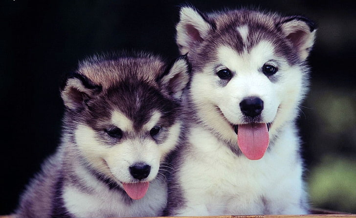 two short-coated black-and-white puppies, couple, blue, face