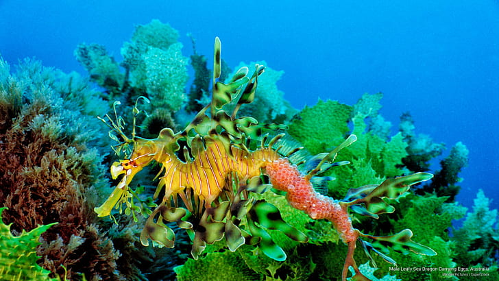 Male Leafy Sea Dragon Carrying Eggs, Australia, Ocean Life, HD wallpaper