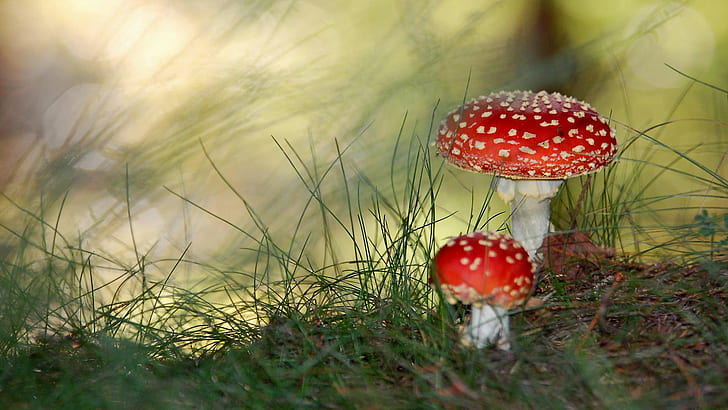 Small Mushrooms, HD wallpaper