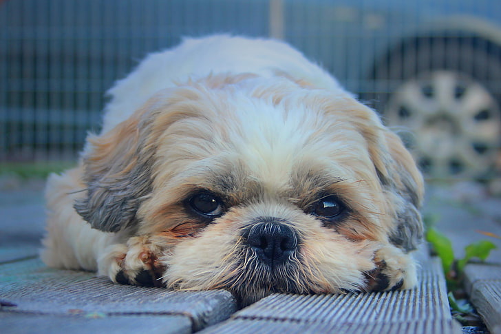 long-coated tan dog, muzzle, look, furry, pets, cute, animal, HD wallpaper