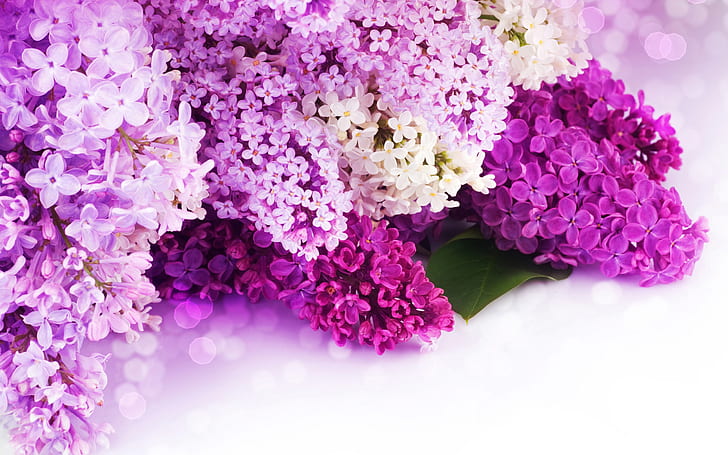 Lilac purple and white petals, flowers close-up, HD wallpaper