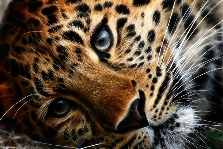 Lonesome Tiger, eye of the tiger, siberian tiger, bengal tiger, HD wallpaper