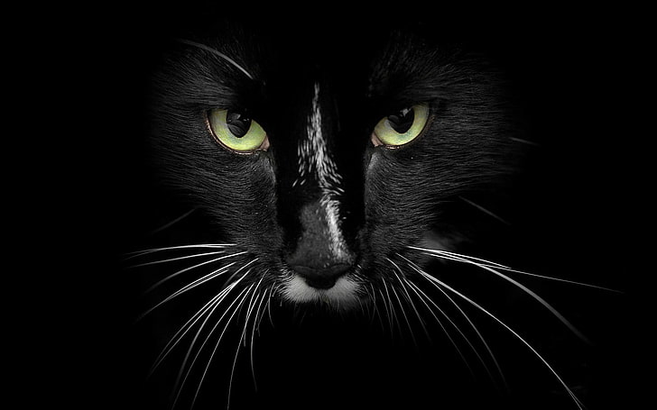 black cat's face, feline, animal themes, one animal, mammal, pets