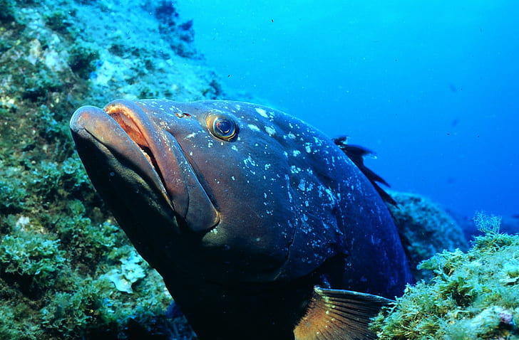 brazilian grouper, fish, underwater, HD wallpaper