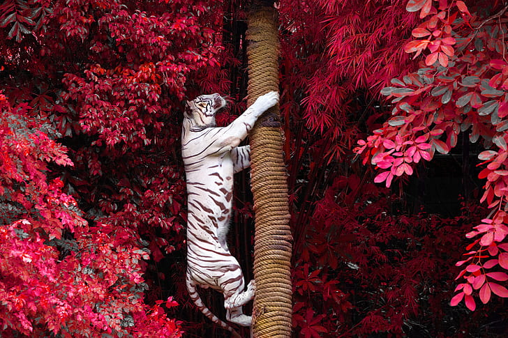tiger, tree trunk, white tigers, big cats