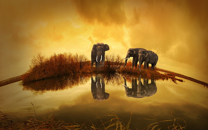 Thailand, animals, elephant, animal themes, water, reflection