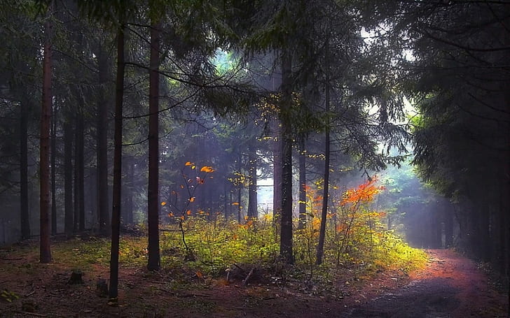 nature, landscape, morning, forest, path, shrubs, mist, trees, HD wallpaper