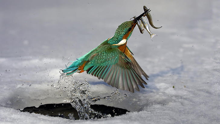 HD wallpaper: Common Kingfisher HD, bird, eating, hunting | Wallpaper Flare
