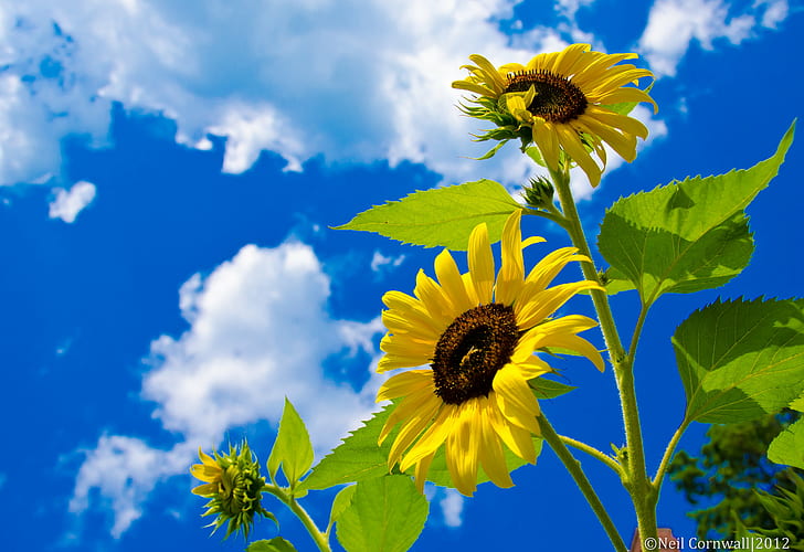 sunflower photo during daytime, sunflowers, sunflowers, Stretching, HD wallpaper