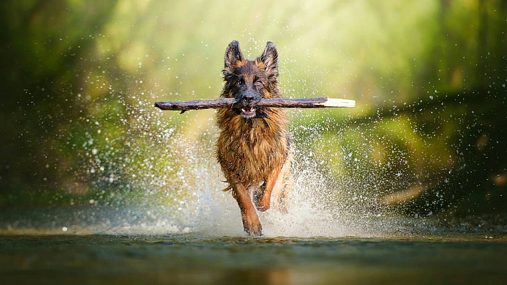 german shepherd, dog breed, puddle, fun, tree, playing, apport, HD wallpaper