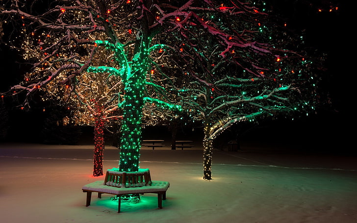 trees with string lightws, lights, Christmas, winter, snow, park