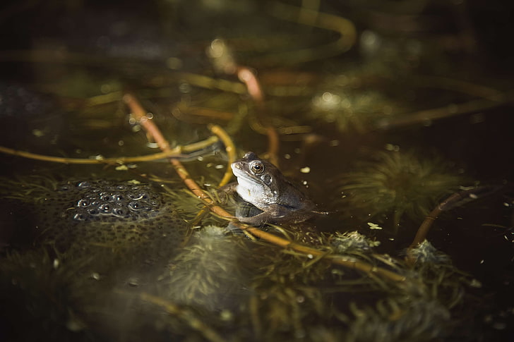 eggs, frog, frogs, frogs spawn, nature, pond, pondlife, reeds